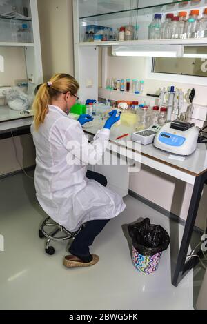Lavorare in un laboratorio biologico. Un dipendente del laboratorio sta conducendo uno studio. Foto Stock
