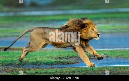 Lion (Panthera leo) Running, Area di conservazione di Ngorongoro, Tanzania, Africa Foto Stock