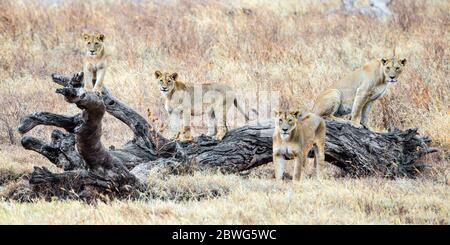 Gruppo di quattro leoni (Panthera leo), Area di conservazione di Ngorongoro, Tanzania, Africa Foto Stock