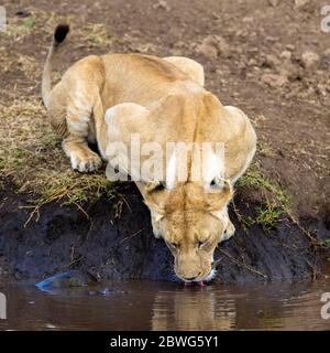 Leonessa (Panthera leo) che beve presso la sorgente, Area di conservazione di Ngorongoro, Tanzania, Africa Foto Stock