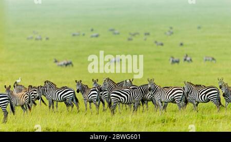 Mandria di Burchells zebre (Equus quagga burchellii), Area di conservazione di Ngorongoro, Tanzania, Africa Foto Stock