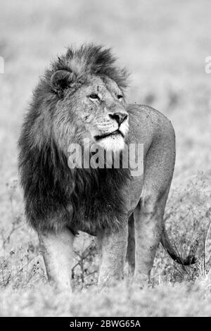 Leone maschio (Panthera leo), Area di conservazione di Ngorongoro, Tanzania, Africa Foto Stock