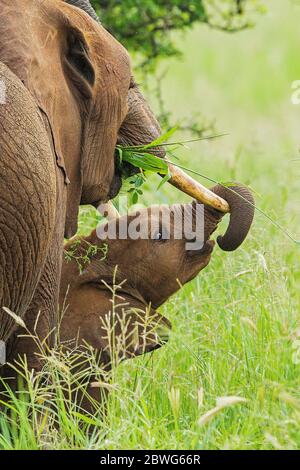Elefante africano (Loxodonta africana) adulto e vitello, Ngorongoro Conservation Area, Tanzania, Africa Foto Stock