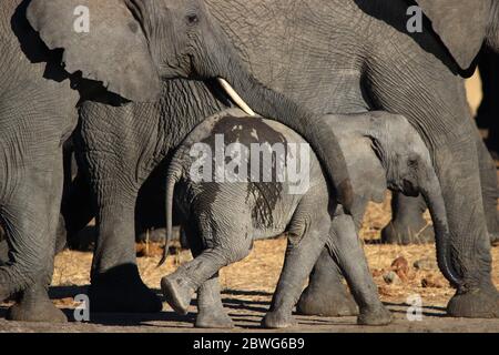 Un giovane elefante sudafricano cammina accanto agli adulti in un'atmosfera molto sicura. Il tronco della madre si appoggia delicatamente su di lui. Foto Stock