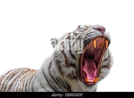 Primo piano di ringhiante tigre bianca / tigre sbiancata (Panthera tigris) variante di pigmentazione della tigre del Bengala, che mostra grandi canine e lingua, contro Foto Stock