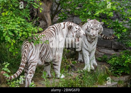 Due tigri bianche / coppia tigre sbiancate (Panthera tigris) variante pigmentazione della tigre del Bengala, maschio riunione femmina, nativo in India Foto Stock