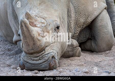 Rinoceronte bianco (Ceratotherium simum) primo piano di maschio, originario dell'Africa orientale e meridionale Foto Stock
