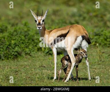 Thomsons gazelle (Eudorcas thomsonii) con vitello, Parco Nazionale Serengeti, Tanzania, Africa Foto Stock