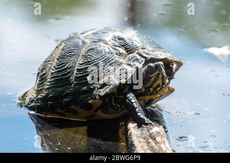 Cursore con la ribellione gialla (Trachyemys scripta scripta), una specie di rettile non nativa (terrapina) nel canale di Basingstoke, Regno Unito. Animale domestico abbandonato. Foto Stock