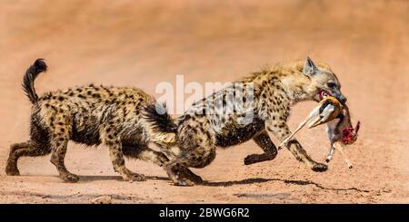 Inene avvistate (Crocuta croccuta) con preda, Parco Nazionale Serengeti, Tanzania, Africa Foto Stock