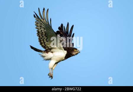Aquila di serpente (Circaetus pectoralis) che vola contro il cielo azzurro, Parco Nazionale Serengeti, Tanzania, Africa Foto Stock
