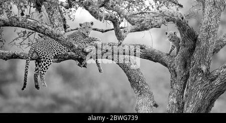 Leopardo (Panthera pardus) con cucciolo sull'albero, Parco Nazionale Serengeti, Tanzania, Africa Foto Stock
