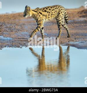 Serval (Leptailurus serval), Cratere di Ngorongoro, Tanzania, Africa Foto Stock