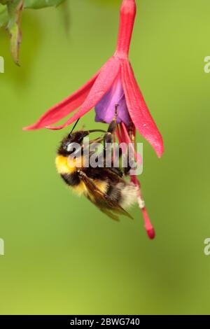 Bumblebee foraggio su Fuchsia Foto Stock