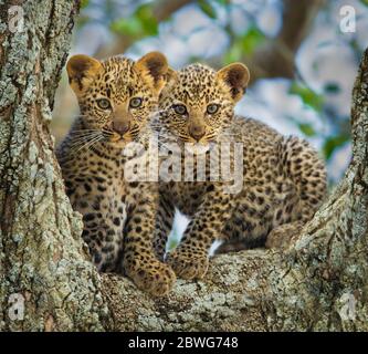 Leopardo (Panthera pardus) cuccioli su albero, Parco Nazionale Serengeti, Tanzania, Africa, Africa Foto Stock