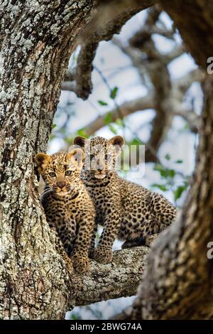 Leopardo (Panthera pardus) cuccioli su albero, Parco Nazionale Serengeti, Tanzania, Africa, Africa Foto Stock