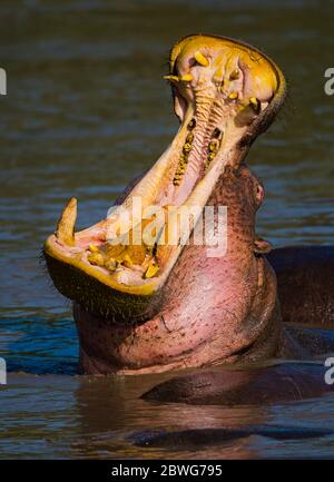 Ippopotamo comune (ippopotamo anfibio) in acqua con bocca aperta, Cratere di Ngorongoro, Tanzania, Africa Foto Stock
