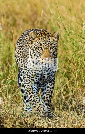 Leopardo (Panthera pardus) che cammina attraverso l'erba, Parco Nazionale Serengeti, Tanzania, Africa Foto Stock