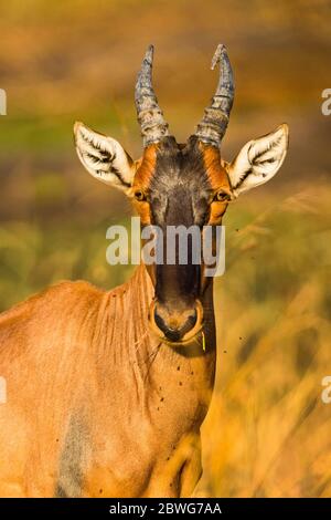 Topi (Damaliscus lunatus jimela) antilope guardando la macchina fotografica, Parco Nazionale Serengeti, Tanzania, Africa Foto Stock