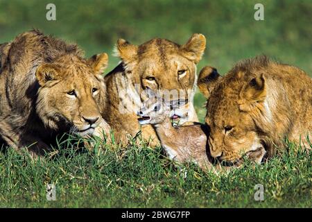 Lions (Panthera leo) che nutrano la preda, Area di conservazione di Ngorongoro, Tanzania, Africa Foto Stock