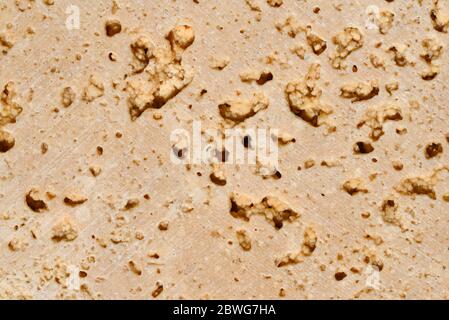 La popolare varietà travertino Travertine Classic è un colore beige caldo con pori pronunciati e eterogeneità del modello. Pori profondi, struttura Foto Stock