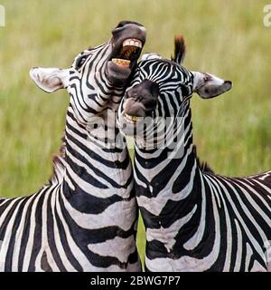 Burchells zebra (Equus quagga burchellii) coppia bonding, Parco Nazionale Serengeti, Tanzania, Africa Foto Stock