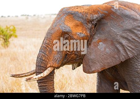 Elefante africano (Loxodonta africana) vista profilo della testa, Parco Nazionale Tarangire, Tanzania, Africa Foto Stock