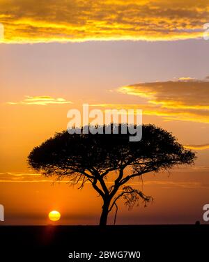 Silhouette di tortilis di acacia (Forssk.) lone tree in alba, Parco Nazionale di Serengeti, Tanzania, Africa Foto Stock