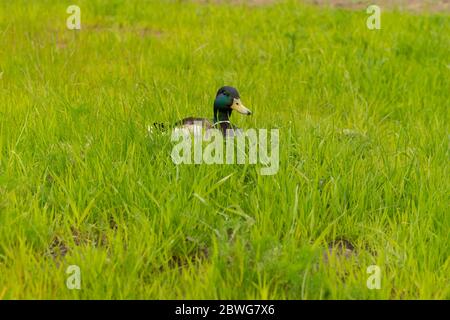 anatra siede in erba verde. sfondo verde Foto Stock