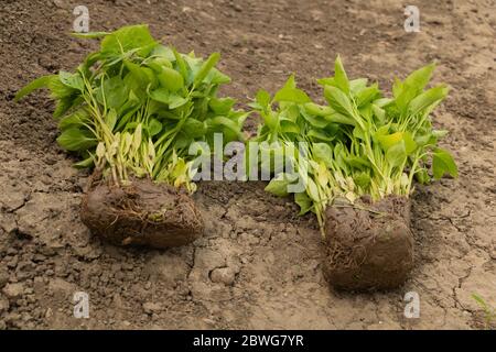 Lotti di piantine di pepe pronti per piantare Foto Stock