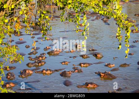 Gregge di ippopotamo comune (ippopotamo anfibio) rilassandosi immersi in acqua, Parco Nazionale Serengeti, Tanzania, Africa Foto Stock