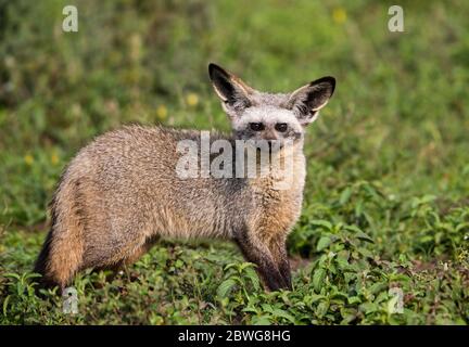 Volpe arida (megalotis di Otocion) nella zona di conservazione di Ngorongoro, Tanzania, Africa Foto Stock