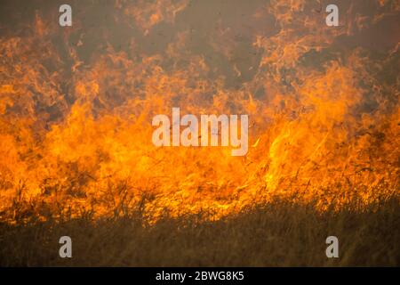 Erba ardente nel Parco Nazionale di Serengeti, Tanzania, Africa Foto Stock