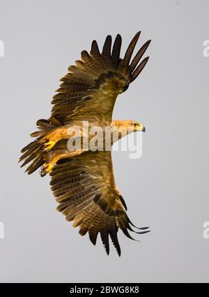 Aquila (Aquila rapax) che sorvola l'area di conservazione di Ngorongoro, Tanzania, Africa Foto Stock