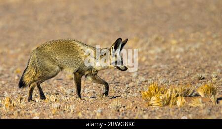 Volpe arida (megalotis di Otocion) nella zona di conservazione di Ngorongoro, Tanzania, Africa Foto Stock