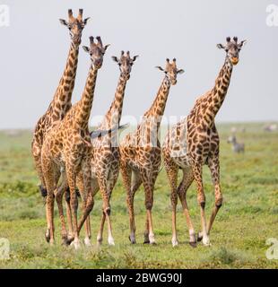 Giraffe Masai (Giraffa camelopardalis tippelskirchii) nella zona di conservazione di Ngorongoro, Tanzania, Africa Foto Stock