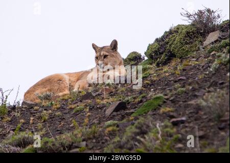 Primo piano di puma (Puma concolor) che giace a lato, Patagonia, Cile, Sud America Foto Stock