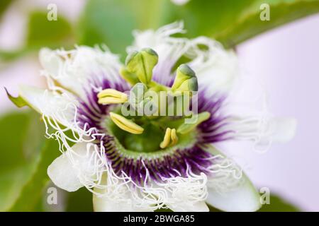 Primo piano di Passiflora edulis o frutto della passione, specie di vite di fiore della passione, in luce naturale Foto Stock