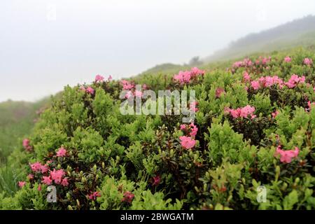 Rosa rosa rododendro fiori sul pendio estivo di montagna. Viaggio escursionistico all'aperto concetto, i Carpazi Montagne, Chornohora, Ucraina. Foto Stock