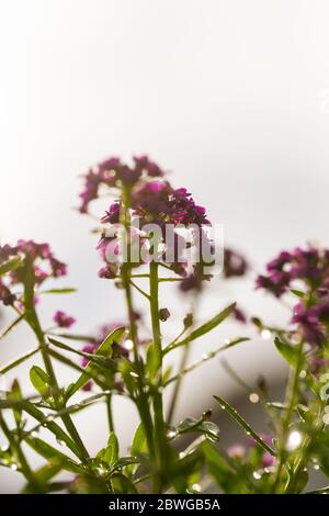 Fiori di maritima di Lobularia viola, conosciuti come Alyssum maritimum, alyssum dolce o alison dolce Foto Stock