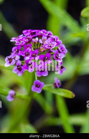 Fiori di maritima di Lobularia viola, conosciuti come Alyssum maritimum, alyssum dolce o alison dolce Foto Stock