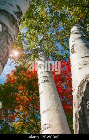 Tronchi bianchi luminosi di betulla contro colori brillanti del fogliame autunnale del New England cadono dal punto di vista ad angolo basso. Foto Stock