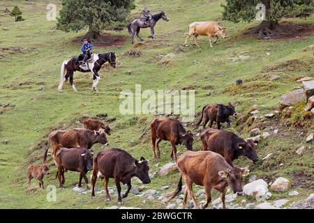 Giovani pastori sulle loro vacche allevanti di cavalli, in Kaji dire, Kirghizistan Foto Stock