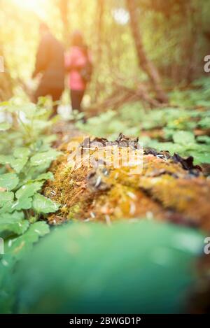 Vista ad angolo basso di due persone escursioni nella foresta Foto Stock