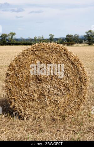 Paglia d'orzo rotonde balle grandi in attesa di essere tolto dal campo. Burrelton Perthshire Scotland Regno Unito Foto Stock