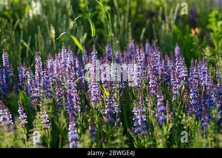 Cespugli di lavanda blu illuminati dal sole estivo serale nel Parco Zaryadye a Mosca. Macro di messa a fuoco selettiva con DOF poco profondo Foto Stock