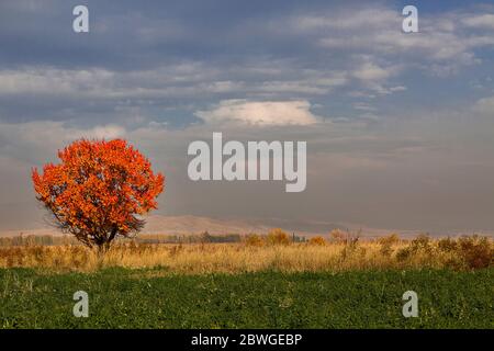 Colori di caduta nei campi agricoli vicino Bishkek in Kirghizistan Foto Stock