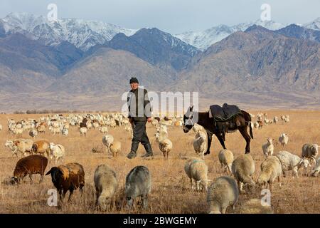 Pastore nomade con il suo asino, vicino alla città di Koktal, Kazakistan Foto Stock