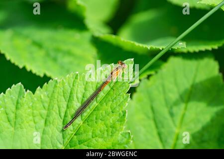 Giovane Femminile Eastern Forktail Dasselfly in Springtime Foto Stock