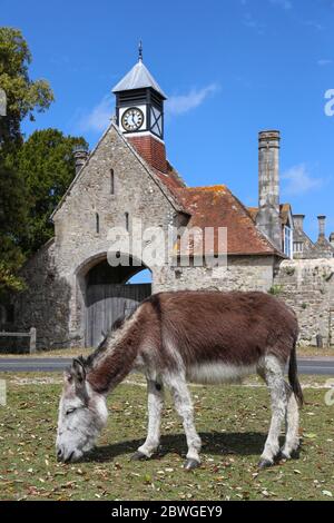 Gli asini pascolano di fronte alla torre dell'orologio e alla Gatehouse nel villaggio di Beaulieu nella Foresta Nuova Foto Stock